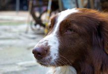 Hessen: Wie war das noch mit der Hundesteuer?