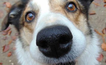 Hund mit Spürnase stöbert Diebesbeute auf
