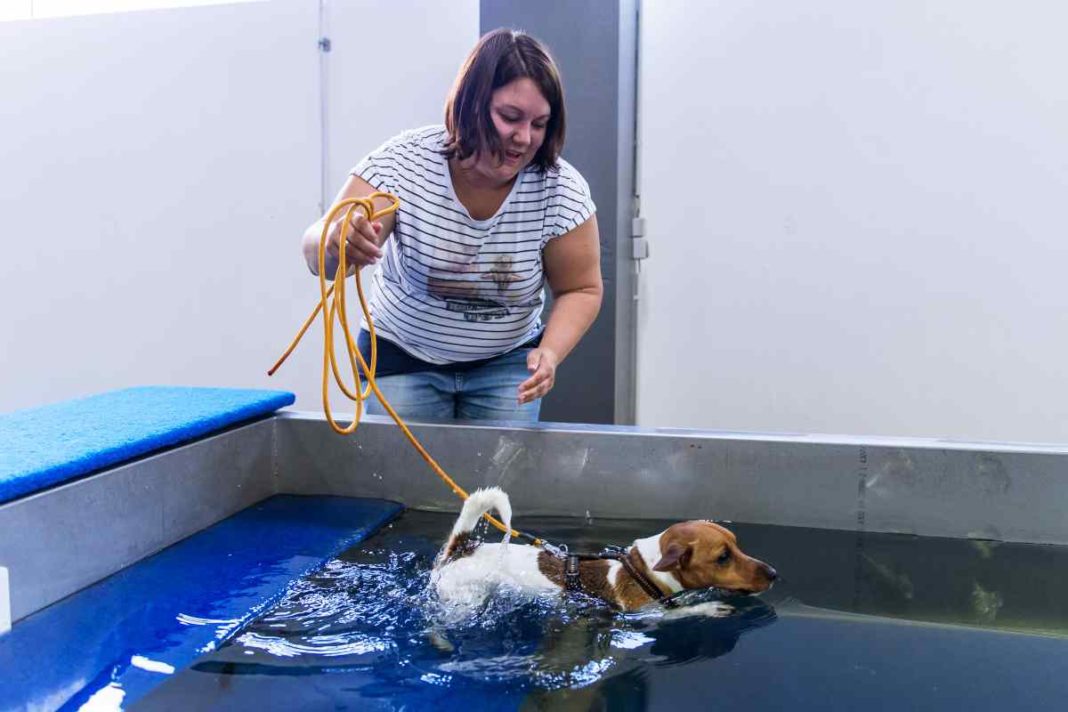 In Schwaben gibt es ein Schwimmbad nur für Hunde urban.dog