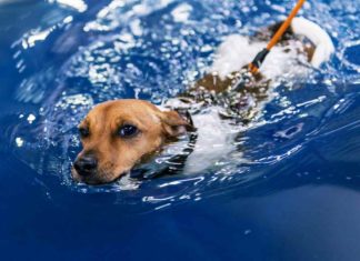 In Schwaben gibt es ein Schwimmbad nur für Hunde