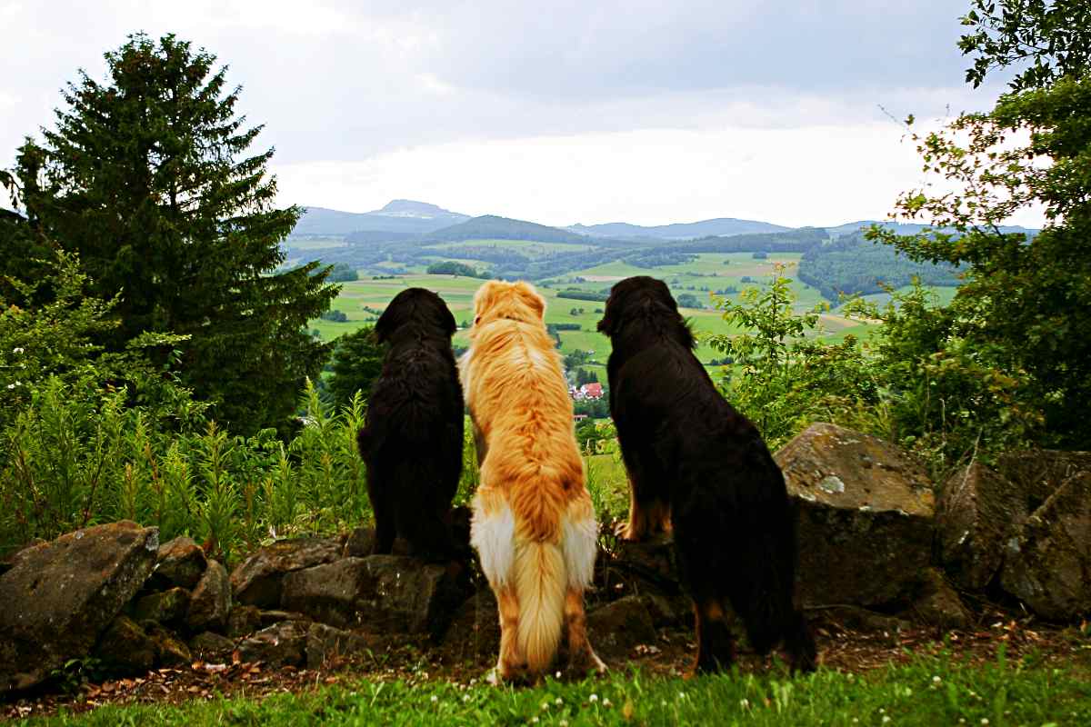 Hotel Mit Hund Hessen Urlaub Mit Hund Hessen Kurzreisen Online Buchen