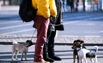 Neues Berliner Hundegesetz: Bislang keine zusätzlichen Kontrolleure