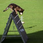 Schäferhunde-Weltmeisterschaft