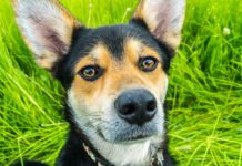 Aktion Tier: Hundeohren brauchen Pflege