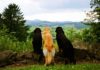 Urlaub mit Hund: Hundefreundliche Angebote in Hessen