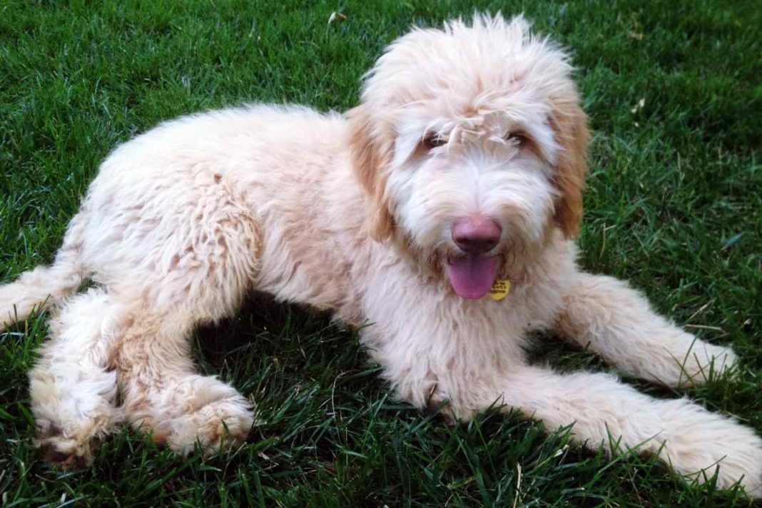 Labradoodle, Cockapoo oder Rassmo Sind Designerhunde