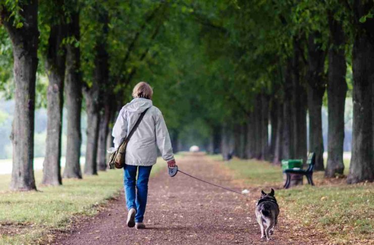 Rheinland-Pfalz: Jäger fordern Leinenzwang für Hunde
