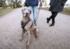 Vogelgrippe zwingt Hunde und Katzen an die Leine