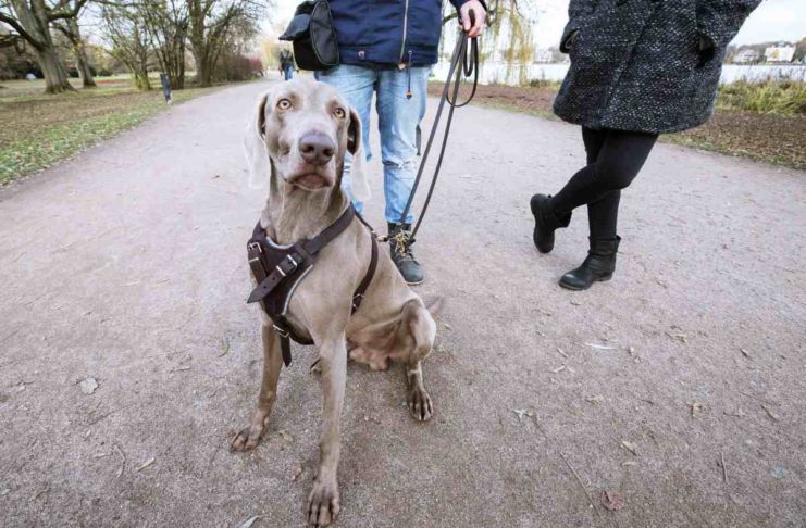Vogelgrippe zwingt Hunde und Katzen an die Leine