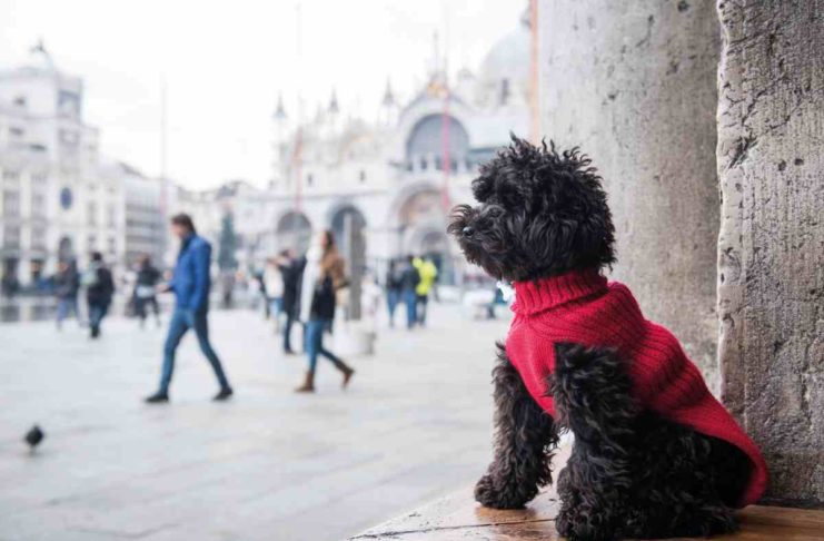 Die Hunde von Venedig: Der Pudel trägt Prada Die Hunde von Venedig: Der Pudel trägt Prada