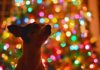 Wenn dein Hund an Weihnachten einen Wunschzettel schreiben könnte...