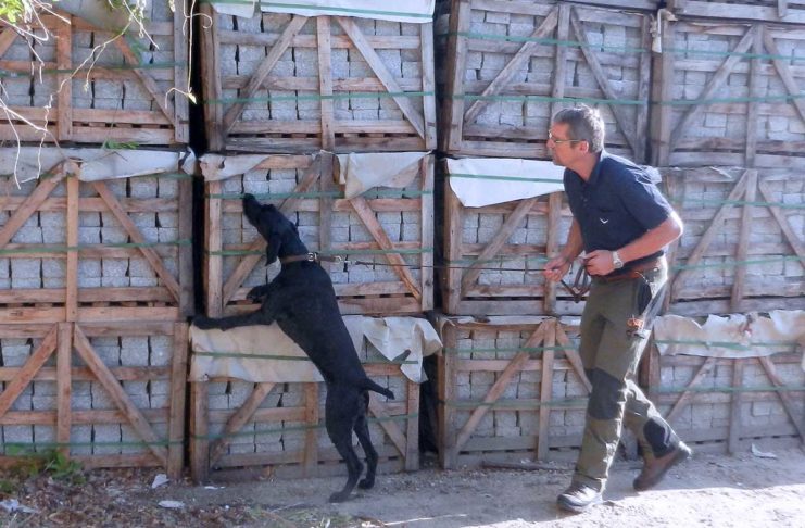 Baden-Württembergs erster Käferspürhund tritt kürzer