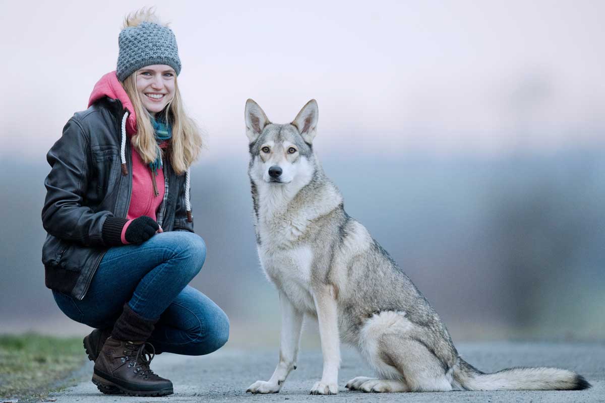 Der Hund sieht aus wie ein Wolf Wolfhunde für Aufregung