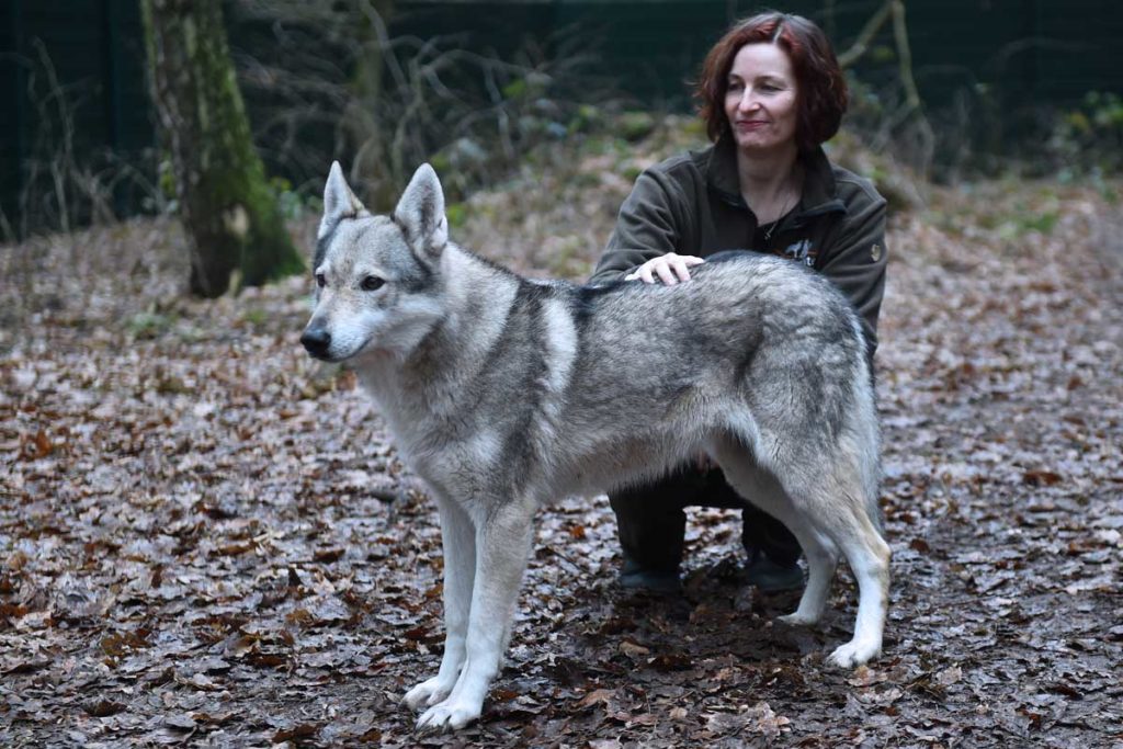 Der Hund sieht aus wie ein Wolf Wolfhunde für Aufregung