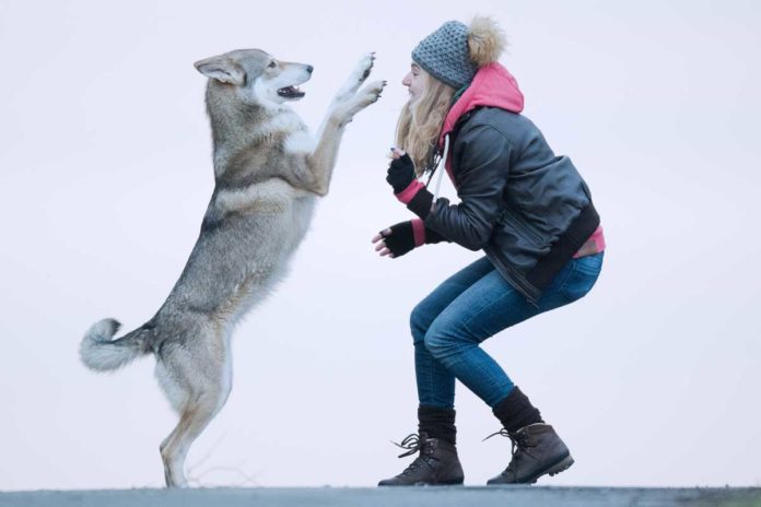 Der Hund sieht aus wie ein Wolf Wolfhunde für Aufregung