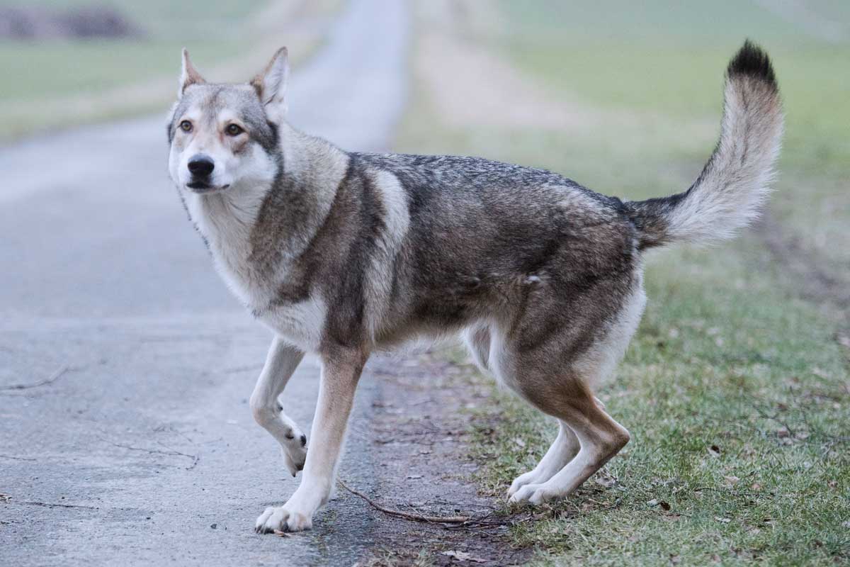 wie sieht ein hund aus