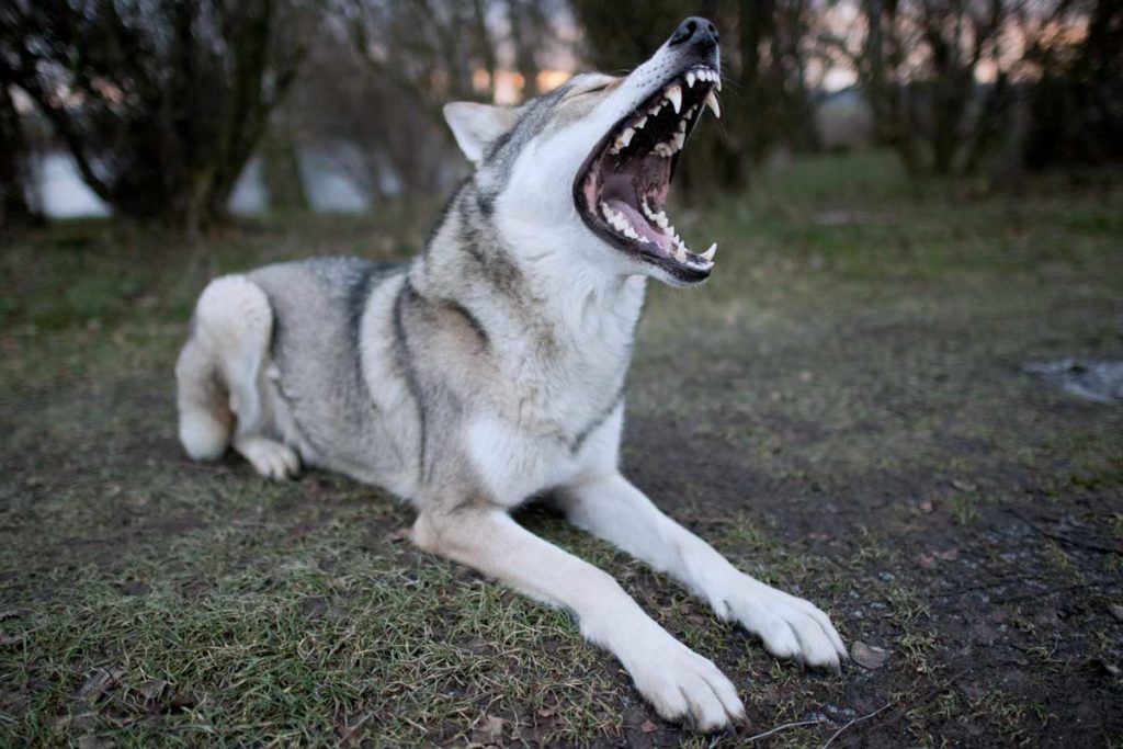 Der Hund sieht aus wie ein Wolf Wolfhunde für Aufregung