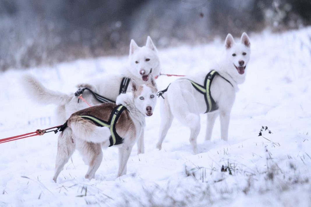 für huskys fahrrad geschirr zum ziehen
