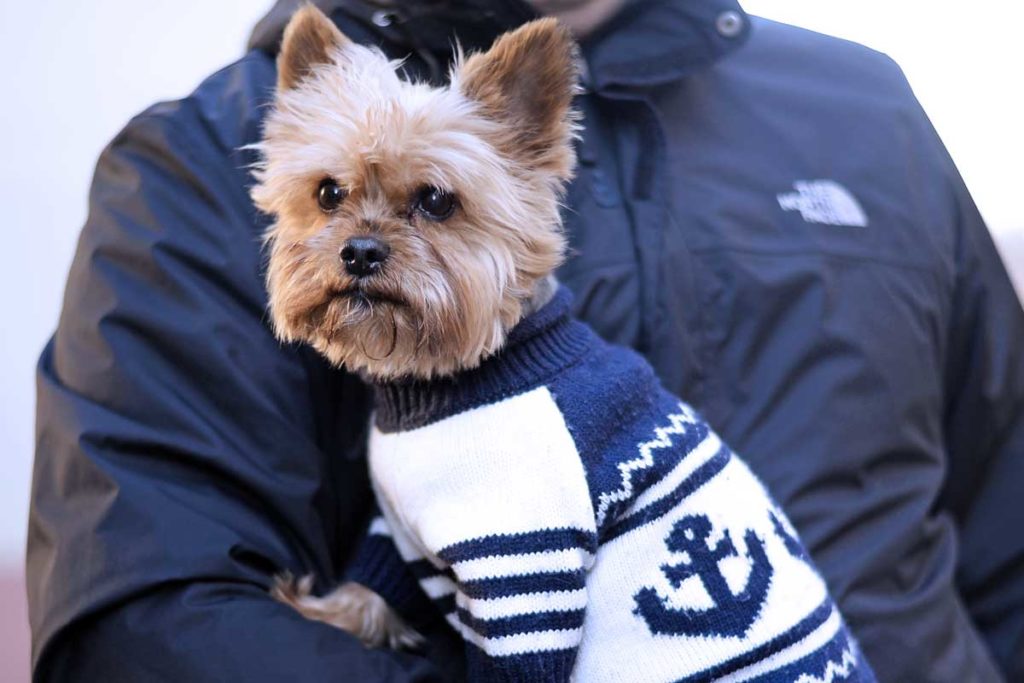Hunde sind bei Minusgraden schnell unterkühlt
