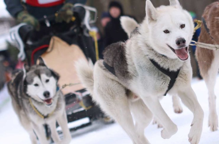 Mehr als 7000 Zuschauer sehen Schlittenhunderennen im Harz
