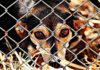 Spanisches Gericht verurteilt Tierheim-Besitzerin zu Haftstrafe