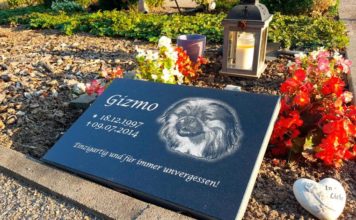 Mediathek-Empfehlung: Ein Grab für Hasso