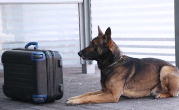 Sprengstoffspürhunde: Kollegen mit dem richtigen Riecher für Gefahr