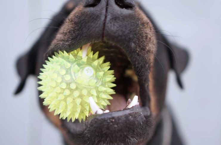 Mundgeruch beim Hund - Zähneputzen hilft