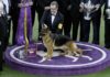 Nach Adele-Song benannter Schäferhund gewinnt New Yorker Hundeshow