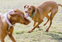 Nicht alle Hunde sind Freunde: So vermeiden Halter Konflikte