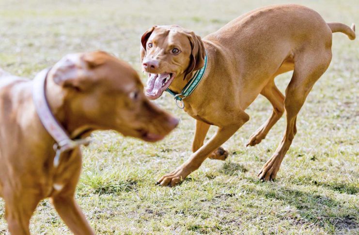 Nicht alle Hunde sind Freunde: So vermeiden Halter Konflikte