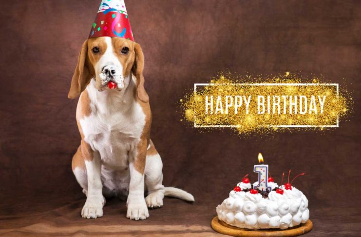 Happy Birthday - urban.dog feiert 1 ganze Woche mit tollen Gewinnen
