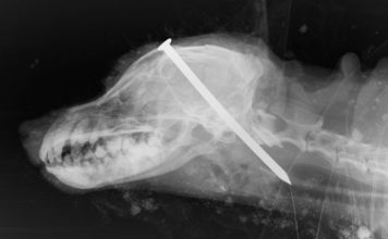 Nagel im Kopf und lebendig begraben - Haft für britische Tierquäler