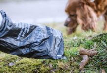 Tüten gegen Tretminen: Städte suchen Paten für Hundekotbeutel