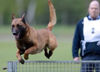 Gut 100 Hunde im Dienst der Polizei - Ausbildung und Pension im Land