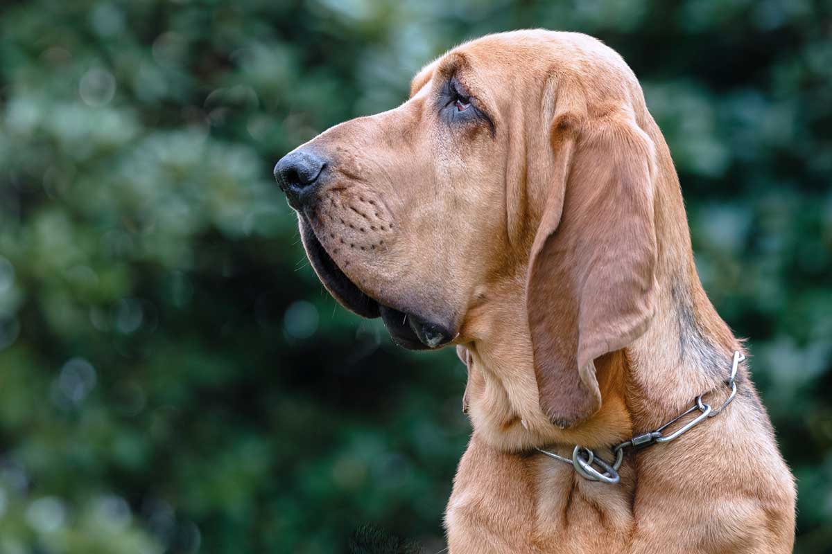 Im Aufspüren unschlagbar: Beim die Nase den an - urban.dog