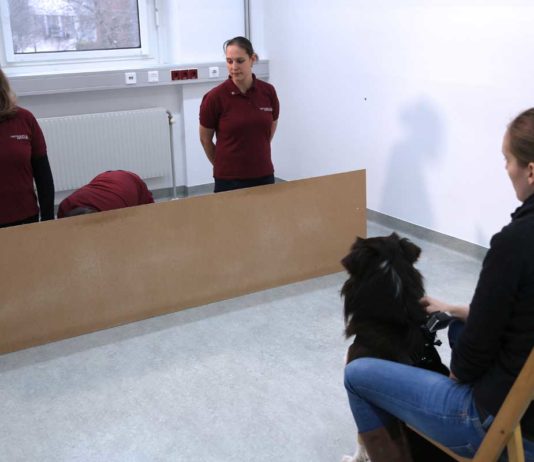 Klug auf Futtersuche: Hunde können Perspektive von Menschen einnehmen