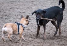 Tierischer Prozess: Wer haftet für Hundeunfall?