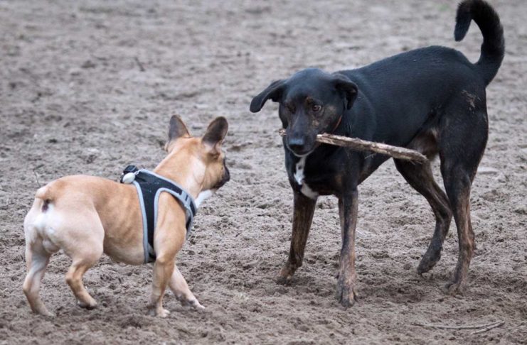Tierischer Prozess: Wer haftet für Hundeunfall?