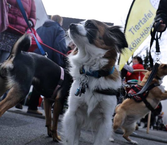 Wenn kein Geld für Futter da ist - Andrang bei Tiertafeln