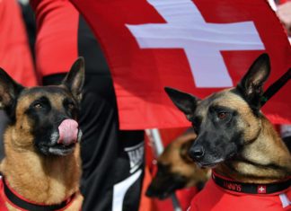 Wettkämpfe bei WM Belgischer Schäferhunde beginnen