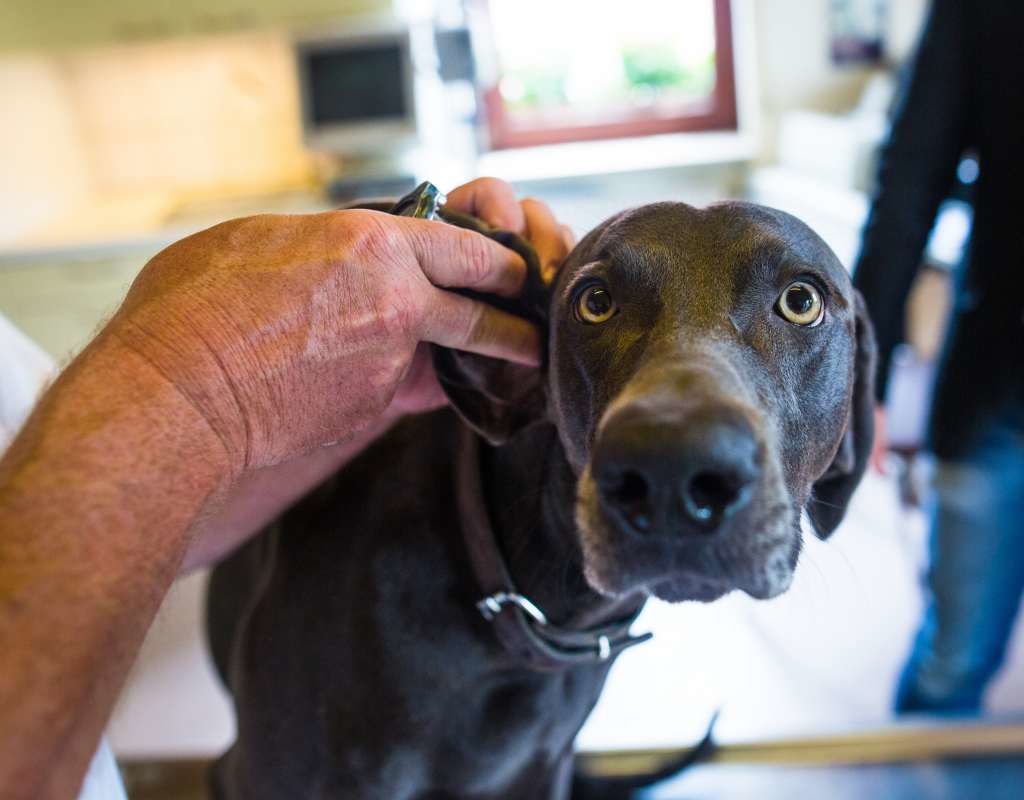 Atemnot und Husten sind Anzeichen für Herzprobleme beim Hund
