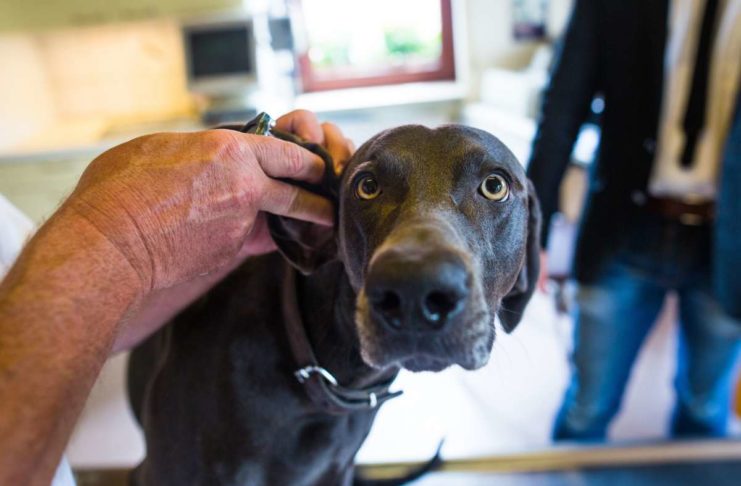 Atemnot und Husten sind Anzeichen für Herzprobleme beim Hund