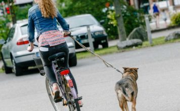 Hundeleine nicht um den Fahrradlenker legen