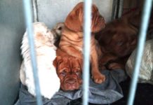 Illegaler Welpentransport mit 42 Hunden auf A3 gestoppt