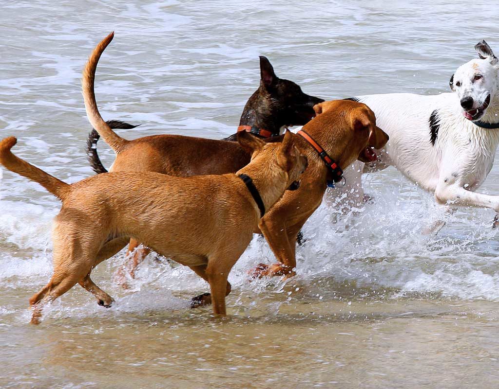 Reisen mit Hund ohne Gefahr