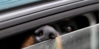 Hund im Auto bei 32,5 Grad gelassen - Besitzer am See