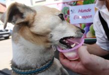 Hunde-Eiswagen: In Rastatt können auch Hunde schlecken
