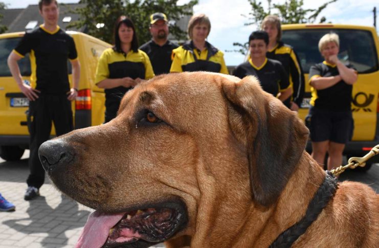 Wegrennen oder Abwehren? - Die Angst des Postboten vor dem Hund