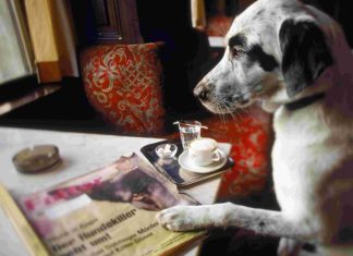 Buchtipp: Pecorino – Weltreisen mit einem Hund